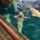 shedd-aquarium