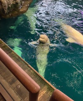 shedd-aquarium